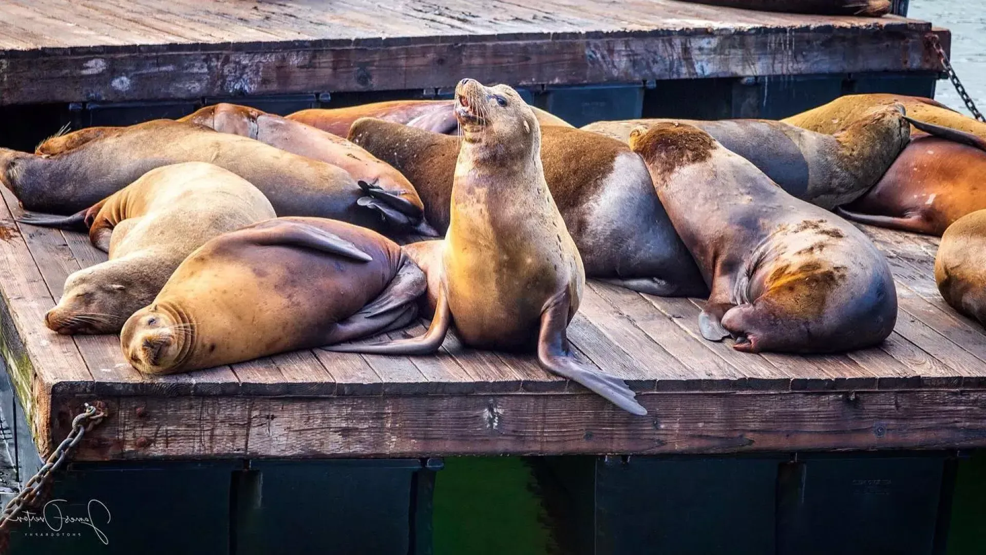 Sea Lions rest on PIER 39's K Dock